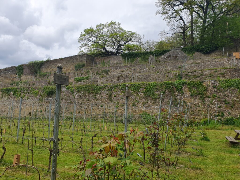 Wijngaard Villers-la-Vigne